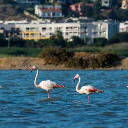 Apartament “dolce Sosta”